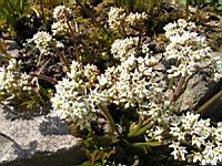 Lierre de Mandchourie - Aceriphyllum Rossii (fam Saxifragees) (Chine) (02) (Photo F. Mrugala)